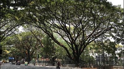BJP leader Vineet Monga alleged that the Ludhiana Improvement Trust chairman was using the park as his personal lawn. (Representative photo)