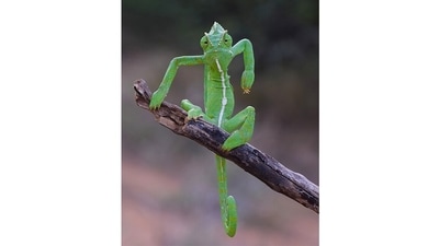 The green stylist: An Indian chameleon in the Western Ghats looks for all the world like its channelling all stylists: grumpy, standoffish but undeniably fashionable. (Gurumoorthy Gurumoorthy, India / Comedy Wildlife Photography Awards 2021) The green stylist: An Indian chameleon in the Western Ghats looks for all the world like its channelling all stylists: grumpy, standoffish but undeniably fashionable. (Gurumoorthy Gurumoorthy, India / Comedy Wildlife Photography Awards 2021)
