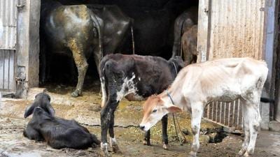 The Patiala MC had set September 30 as the deadline to shift 141 dairy farmers operating within the city to a site at Ablowal village on the outskirts. (HT File Photo) The Patiala MC had set September 30 as the deadline to shift 141 dairy farmers operating within the city to a site at Ablowal village on the outskirts. (HT File Photo)