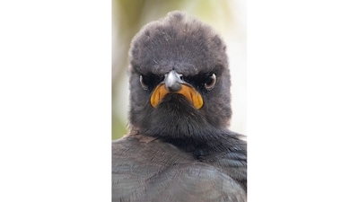 Monday morning mood: This pied starling in South Africa gets it. Monday mornings are the worst! (Andrew Mayes, South Africa / Comedy Wildlife Photography Awards 2021) Monday morning mood: This pied starling in South Africa gets it. Monday mornings are the worst! (Andrew Mayes, South Africa / Comedy Wildlife Photography Awards 2021)