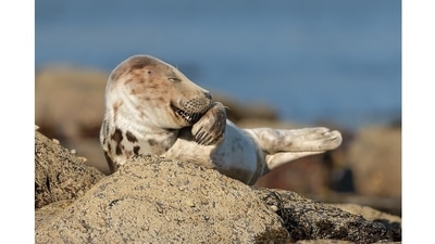 Mr Giggles: Something funny? This grey seal in Yorkshire seems to think so. (Martina Novotna, UK / Comedy Wildlife Photography Awards 2021) Mr Giggles: Something funny? This grey seal in Yorkshire seems to think so. (Martina Novotna, UK / Comedy Wildlife Photography Awards 2021)