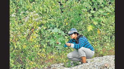 Ananya Mondal won the rich media award for the Wiki Loves Butterfly project, 252 new pages and 2,600 images so far. Ananya Mondal won the rich media award for the Wiki Loves Butterfly project, 252 new pages and 2,600 images so far.