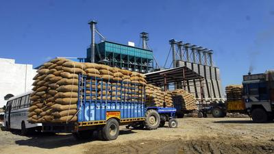Paddy brought from other states was stored at a rice mill in Kapurthala, Punjab. (Representative image) Paddy brought from other states was stored at a rice mill in Kapurthala, Punjab. (Representative image)