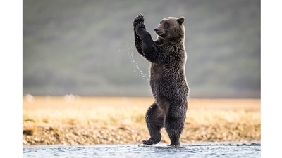 Cotton-Eyed Joe: A grizzly bear in Alaska looks like it’s sliding and cha-cha-ing to Swedish band Rednex’s 1995 hit song Cotton Eye Joe. (Rick Elieson, US / Comedy Wildlife Photography Awards 2021) Cotton-Eyed Joe: A grizzly bear in Alaska looks like it’s sliding and cha-cha-ing to Swedish band Rednex’s 1995 hit song Cotton Eye Joe. (Rick Elieson, US / Comedy Wildlife Photography Awards 2021)