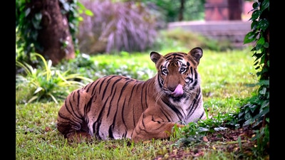 The tiger, identified as MDT 23, is present in the human habitation of Gudalur and has been preying on livestock too since July 2021. (Anshuman Poyrekar/HT Photo) The tiger, identified as MDT 23, is present in the human habitation of Gudalur and has been preying on livestock too since July 2021. (Anshuman Poyrekar/HT Photo)