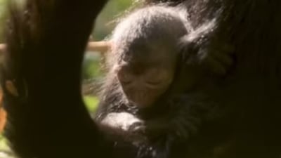 The adorable newborn of mama spider money. Screengrab The adorable newborn of mama spider money. Screengrab