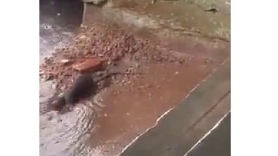 Video of mama rat scurrying to save her babies from drowning has again created a buzz on social media. Screengrab