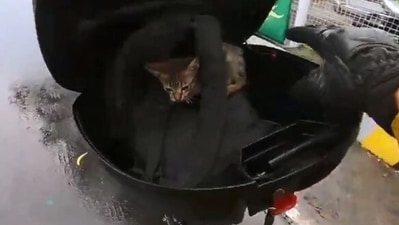 The motorcycle rider saves the kitten who was stranded on the highway. (Jukin Media)