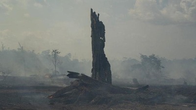 The number of Amazon fires was just over half the level recorded in September last year, according to the data. The number of Amazon fires was just over half the level recorded in September last year, according to the data.