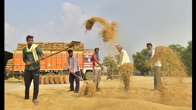 Farmers and workers drying grain at the Bhagtanwala mandi in Punjab’s Amritsar district where paddy was brought for procurement. The produce was sold below MSP by some farmers, it is learnt. Farmers and workers drying grain at the Bhagtanwala mandi in Punjab’s Amritsar district where paddy was brought for procurement. The produce was sold below MSP by some farmers, it is learnt.