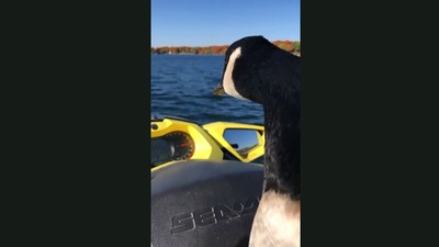 The image shows a goose enjoying ski ride. (Jukin Media)