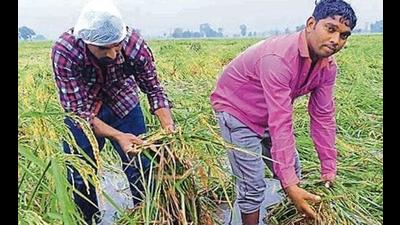 Delayed rains in Punjab and Haryana have paddy growers worried this year due to enhanced moisture level in grains. Experts say clear weather over the next week will bring the moisture content to the optimum level. (HT file photo) Delayed rains in Punjab and Haryana have paddy growers worried this year due to enhanced moisture level in grains. Experts say clear weather over the next week will bring the moisture content to the optimum level. (HT file photo)