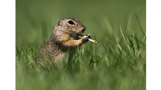Flautist: One of the things that the twig in this ground squirrel’s tiny hands looks like is a flute. What else does it look like?&nbsp;(Roland Kranitz, Hungary / Comedy Wildlife Photography Awards 2021)