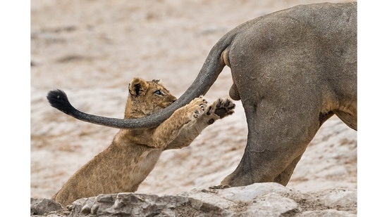 Grab life by the..., Botswana: We shudder to think what happened next. Good news though, the little cub survived the moment. “I am happy to report that this lioness continues to thrive in the pride, having seen her again in October [2019],” Sarah Skinner said, after being named overall winner of the Comedy Wildlife Photography Awards for 2019. &nbsp; &nbsp;(Sarah Skinner / Comedy Wildlife Photography Awards 2019)