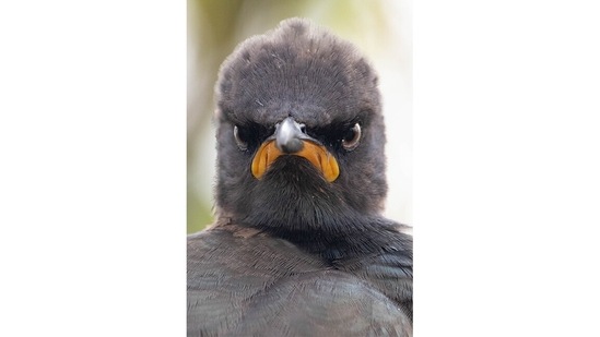 Monday morning mood: This pied starling in South Africa gets it. Monday mornings are the worst!&nbsp;(Andrew Mayes, South Africa / Comedy Wildlife Photography Awards 2021)
