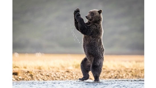 Cotton-Eyed Joe: A grizzly bear in Alaska looks like it’s sliding and cha-cha-ing to Swedish band Rednex’s 1995 hit song Cotton Eye Joe.(Rick Elieson, US / Comedy Wildlife Photography Awards 2021)