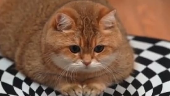 In the video, the cat sits in the middle of the circular optical illusion. Screengrab