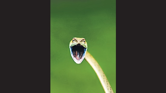 Aditya Kshirsagar’s picture of a vine snake that looks like it’s laughing. The Comedy Wildlife Awards are meant to showcase the lighter side of wildlife photography and use it as a tool for conservation. Here, for instance, the snake was probably upset rather than amused. This is a defensive stance it takes when it feels threatened. (Aditya Kshirsagar / Comedy Wildlife Photography Awards 2021)