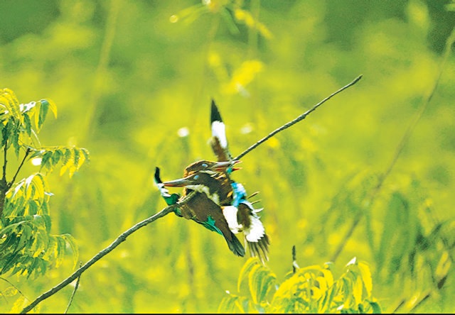 Coming in for a hug: A screenshot from Rahul Lakhmani’s video of two kingfishers colliding in Delhi, which was shortlisted in the video category of the awards. (Rahul Lakhmani / Comedy Wildlife Photography Awards 2021) Coming in for a hug: A screenshot from Rahul Lakhmani’s video of two kingfishers colliding in Delhi, which was shortlisted in the video category of the awards. (Rahul Lakhmani / Comedy Wildlife Photography Awards 2021)