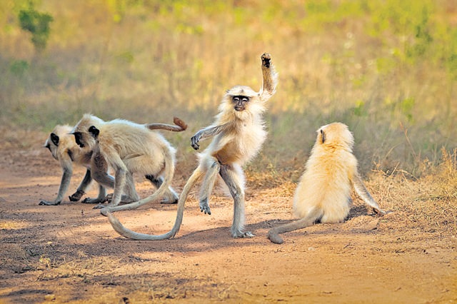 A young langur at the Tadoba Tiger Reserve looks like it’s doing the flamenco. Sarosh Lodhi shot this image while waiting at a watering hole. (Sarosh Lodhi / The Comedy Wildlife Photography Awards 2021) A young langur at the Tadoba Tiger Reserve looks like it’s doing the flamenco. Sarosh Lodhi shot this image while waiting at a watering hole. (Sarosh Lodhi / The Comedy Wildlife Photography Awards 2021)