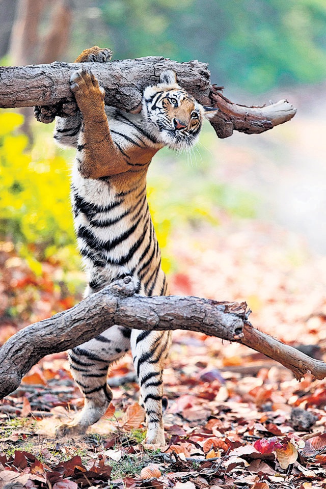Smoked deer for dinner: Tigress Chhoti Paao rubs her scent on a log at the Corbett National Park, but looks like she’s carrying a log home on her shoulders. (Siddhant Agrawal / The Comedy Wildlife Photography Awards 2021) Smoked deer for dinner: Tigress Chhoti Paao rubs her scent on a log at the Corbett National Park, but looks like she’s carrying a log home on her shoulders. (Siddhant Agrawal / The Comedy Wildlife Photography Awards 2021)