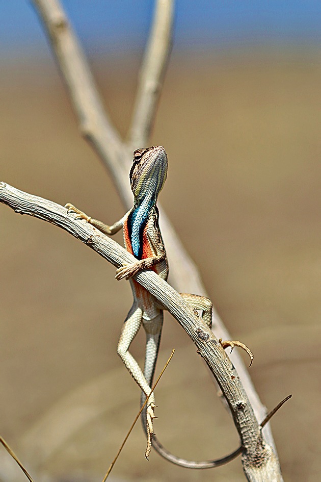 A male fan-thoated lizard looking for all the world like someone not having very much luck at a singles’ bar. Near a lake in Solapur, Maharashtra. (Aditya Kshirsagar / Comedy Wildlife Photography Awards 2021) A male fan-thoated lizard looking for all the world like someone not having very much luck at a singles’ bar. Near a lake in Solapur, Maharashtra. (Aditya Kshirsagar / Comedy Wildlife Photography Awards 2021)