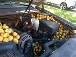 The image shows walnuts hidden under the hood of the car. The image shows walnuts hidden under the hood of the car.