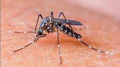Dengue cases are on the rise in Ludhiana, while Covid cases have been in single digits. (Representative Image/HT File)