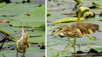 The heron hunting dragonflies at Mote Majra, Banur. The cravings of an empty stomach forced the birds to figure out the dragonfly flight more carefully and modify tactics. (PHOTOS: VIKAS SALIL SHARMA) The heron hunting dragonflies at Mote Majra, Banur. The cravings of an empty stomach forced the birds to figure out the dragonfly flight more carefully and modify tactics. (PHOTOS: VIKAS SALIL SHARMA)