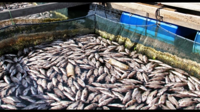 Farmers interested in fisheries can apply for grants to buy vehicles for making ponds on land, fish farming in salt water, shrimp farming and selling fish. (HT Photo) Farmers interested in fisheries can apply for grants to buy vehicles for making ponds on land, fish farming in salt water, shrimp farming and selling fish. (HT Photo)