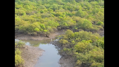 A recent study by researchers at the Central Institute of Fisheries Education (CIFE) has found that plastics dominate the composition of marine debris present in the city’s mangrove forests, comprising 62% of all surface debris items (by number) and 43 percent (by weight). A recent study by researchers at the Central Institute of Fisheries Education (CIFE) has found that plastics dominate the composition of marine debris present in the city’s mangrove forests, comprising 62% of all surface debris items (by number) and 43 percent (by weight).