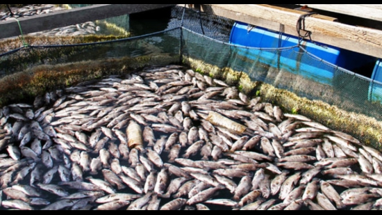 Farmers turning to fish farming using barren, saline land in Haryana’s ...