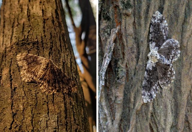 Moths of the Biston species (Geometridae family, sub-family Ennominae) at the Sukhna Nature Trail. (PHOTOS: MUNISH JAUHAR) Moths of the Biston species (Geometridae family, sub-family Ennominae) at the Sukhna Nature Trail. (PHOTOS: MUNISH JAUHAR)