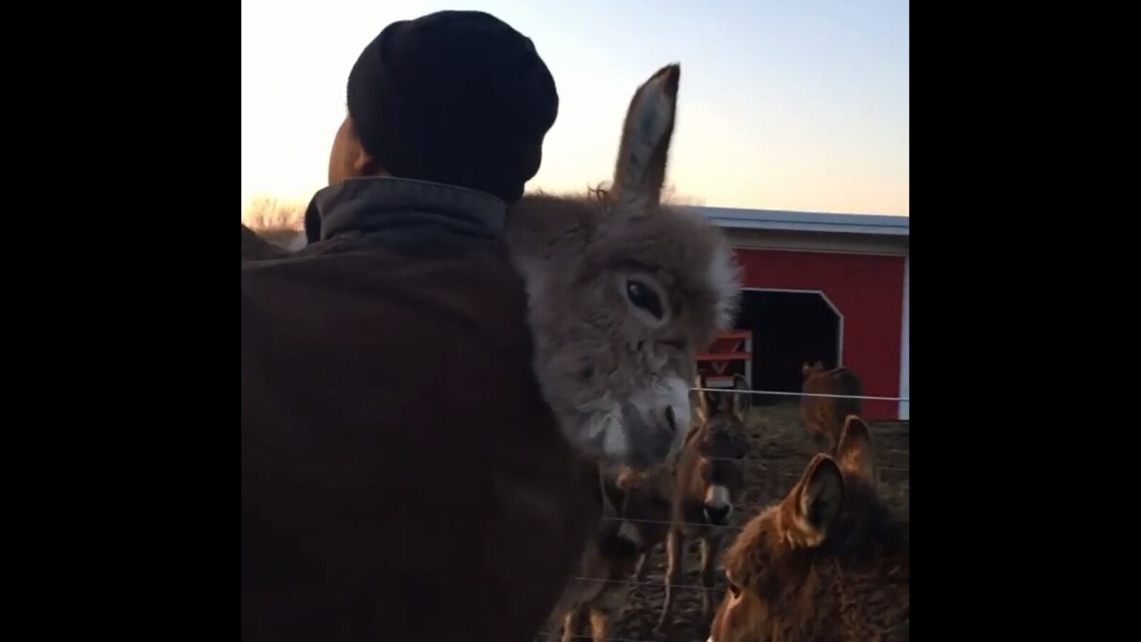 Man hugs donkey while singing for the animal. Watch wholesome video |  Trending - Hindustan Times