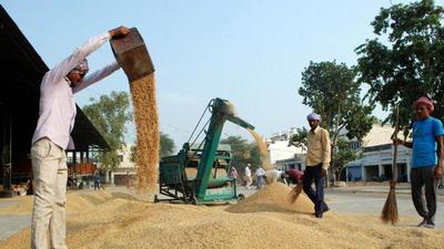 Paddy arrival started from September 20 in Punjab, with procurement starting on October 3; the Centre has allowed 17% moisture content. (HT Photo) Paddy arrival started from September 20 in Punjab, with procurement starting on October 3; the Centre has allowed 17% moisture content. (HT Photo)