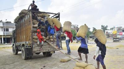 Paddy arrival in Punjab started on September 20, while formal procurement was opened from Sunday. (Agencies) Paddy arrival in Punjab started on September 20, while formal procurement was opened from Sunday. (Agencies)