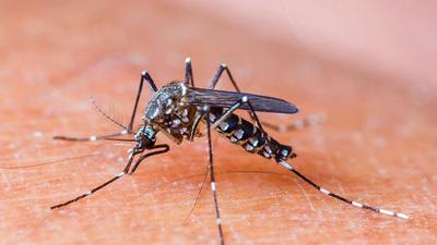 As per PMC health department data, the city recorded 69 confirmed cases of chikungunya and 122 confirmed cases of dengue in the week between September 29 and October 2 (REPRESENTATIVE PHOTO)