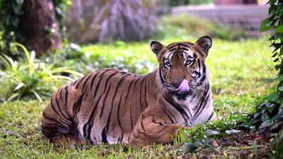 Various teams have tried to capture the tiger from Tamil Nadu’s Nilgiris district but haven’t succeeded and the tiger has been elusive. (Anshuman Poyrekar/HT Photo/Representative)