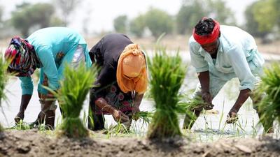 In contrast to Punjab, farm incomes in states such as Bihar and Uttarakhand grew much faster at 13.3% and 19.3% in the corresponding period, albeit over a low base. (HT PHOTO.)