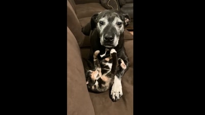 The image shows the dog and the cat on a couch. (Twitter/@weratedogs)