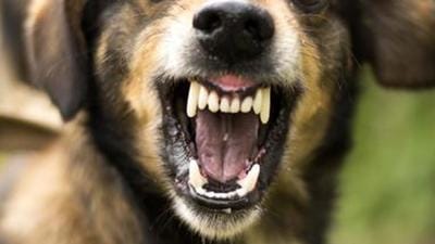 Three children were among those who were attacked by the pit bull in Kharar on Sunday. (Getty Images/iStockphoto)