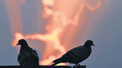 A pair of pigeons appears to be ruminating against the backdrop of sunrays peaking through the clouds in Chandigarh on Sunday. (Sanjeev Sharma/HT) A pair of pigeons appears to be ruminating against the backdrop of sunrays peaking through the clouds in Chandigarh on Sunday. (Sanjeev Sharma/HT)