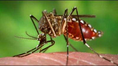Till now, Lucknow has reported over 325 dengue cases. (Photo for representation) Till now, Lucknow has reported over 325 dengue cases. (Photo for representation)