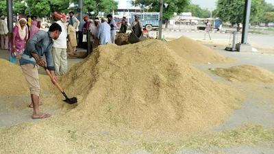 Though paddy has started arriving in Haryana grain markets, farmers say that the Haryana government has not started procurement. The delay has left them worried. (MANOJ DHAKA/HT)
