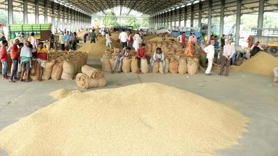 As per reports, though paddy has started arriving in Haryana grain markets, the government has not started procuring it citing high moisture content, leaving farmers worried. (Manoj Dhaka/HT)