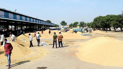 Procurement has not been fully started even as paddy has started arriving in the mandis of Haryana. Farmers and commission agents say officials of the procurement agency have not procured a single grain of paddy from them. (MANOJ DHAKA/HT) Procurement has not been fully started even as paddy has started arriving in the mandis of Haryana. Farmers and commission agents say officials of the procurement agency have not procured a single grain of paddy from them. (MANOJ DHAKA/HT)
