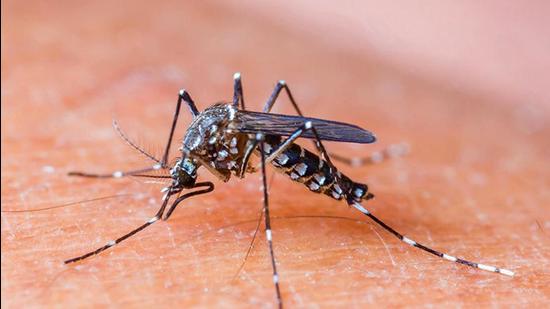 As per PMC health department data, the city recorded 69 confirmed cases of chikungunya and 122 confirmed cases of dengue in the week between September 29 and October 2 (REPRESENTATIVE PHOTO) As per PMC health department data, the city recorded 69 confirmed cases of chikungunya and 122 confirmed cases of dengue in the week between September 29 and October 2 (REPRESENTATIVE PHOTO)