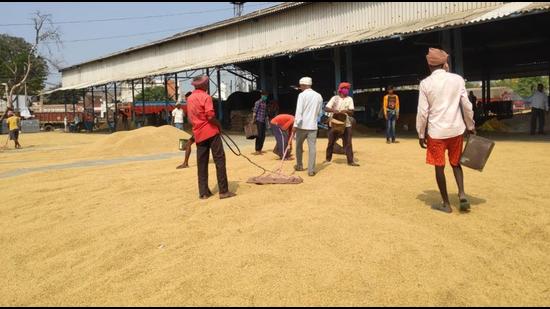 Paddy being readied for procurement in Punjab on Sunday. Chief minister Charanjit Singh Channi will visit the grain market in Morinda to launch the process. (HT file photo)