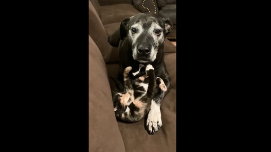 The image shows the dog and the cat on a couch.(Twitter/@weratedogs)