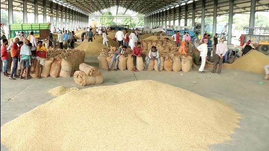 As per reports, though paddy has started arriving in Haryana grain markets, the government has not started procuring it citing high moisture content, leaving farmers worried. (Manoj Dhaka/HT)